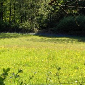 A sunny wildflower meadow filled with yellow buttercups and green grass, with a wooded area in the background.