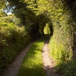 A tree-lined dirt and grass driveway leading towards the cottage, with lush green hedges and a sunlit path.