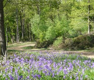 A sunny woodland path bordered by bright purple bluebells blooming in the spring.