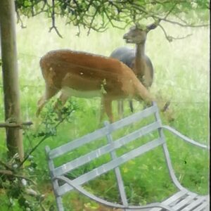 Two deer standing near a metal garden bench under green foliage.