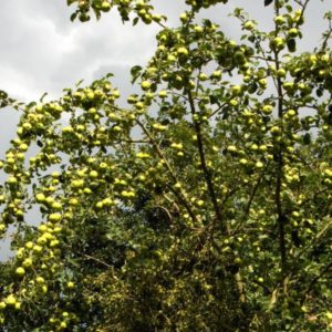 An apple tree heavily laden with green apples against a cloudy sky.