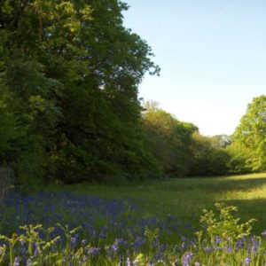 A lush green field with bright blue woodland bluebells blooming under the canopy of green trees.