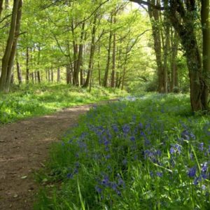 A sun-dappled earth path leading through a forested area bordered by clusters of bluebells.
