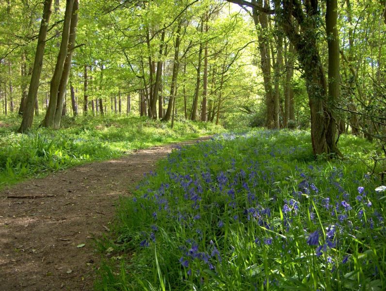 Bluebells by Geopark