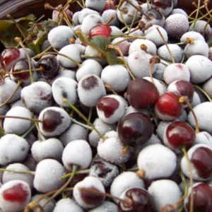 A large pile of freshly picked dark red cherries covered slightly in morning dew or frost.