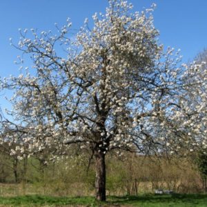 A large cherry tree in full white blossom on a bright sunny spring day under a clear blue sky.