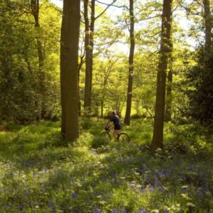 A cyclist riding along a dirt forest trail illuminated by the sun and surrounded by bluebells.