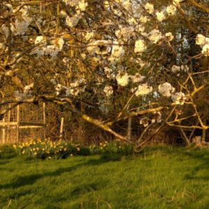 A large tree bursting with white blossoms extending over a grassy sunlit lawn with blooming yellow daffodils.