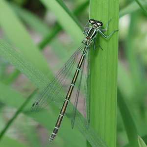 A focused close-up of a vibrant green and black damselfly perched on a thick blade of green grass.