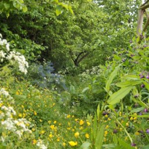 A dense, vibrant cluster of wildflowers featuring yellow buttercups and delicate white and purple blooms amid lush greenery.
