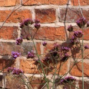 Stems of delicate purple verbena flowers leaning against a textured red brick wall in the bright sun.