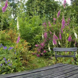 A lush green garden scene featuring a dark wooden slatted bench surrounded by tall pink foxgloves and other wildflowers.