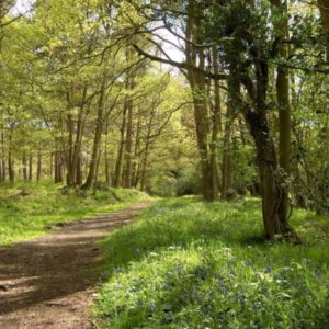 A wide sunlit dirt path curving gently through a green forest lined with budding foliage and bluebells.