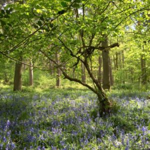 A sun-drenched dirt path winding through a vibrant forest with a thick, blooming carpet of blue woodlands bluebells.