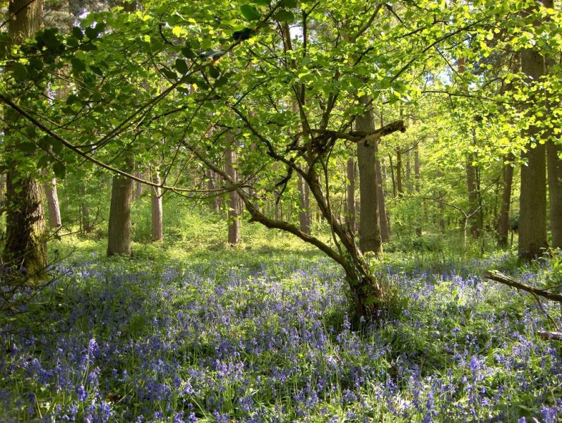 Hazel and Bluebells