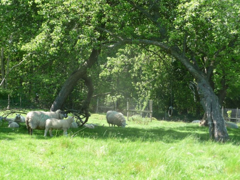 Several sheep grazing peacefully on lush green grass beneath the shade of mature, sprawling fruit trees in an ancient orchard.