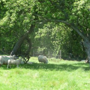 Several sheep grazing peacefully on lush green grass beneath the shade of mature, sprawling fruit trees in an ancient orchard.