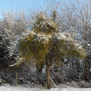 A solitary tree heavily burdened with green mistletoe standing in a cold, picturesque snowy winter landscape.
