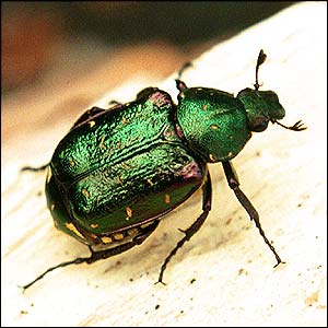 A close-up of a brilliant metallic green beetle, an endangered Noble Chafer, resting on a light surface.