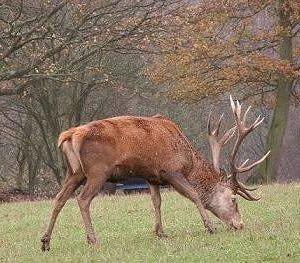 A well-antlered red deer stag calmly grazing in an open field near a wooded area.