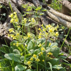 Bright yellow wild primula flowers blooming vividly amongst green leaves and dry woody brush.
