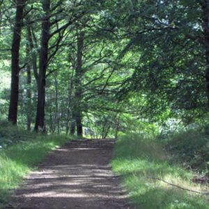 A peaceful, broad dirt path winding gently through a mature, tranquil green sun-dappled forest.