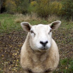 A humorous close-up face shot of a curious sheep looking directly at the camera while standing in an autumn meadow.